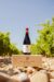 Châteauneuf du Pape rouge 2017 Le Plateau de Mont-Redon